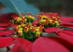 Flower, The Spice Gardens, Thekkady