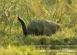 Elephant in the Okavango