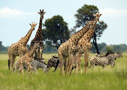 Giraffe and zebra in the Vumbura Concession