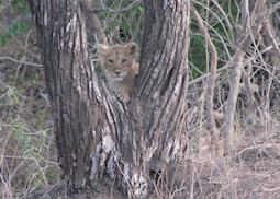 A cub in caught in a playful mood at Gir