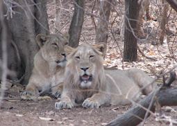 A young male and a female lion sighted at the Sasan Gir National Park on an afternoon safari