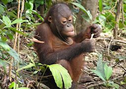 Baby orang-utan, Sepilok Orang-utan Sanctuary, Sandakan