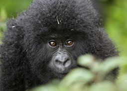 Mountain gorilla baby, Volcanoes National Park