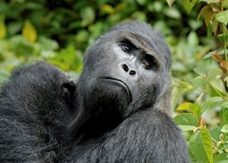 Male silverback gorilla, Volcanoes National Park