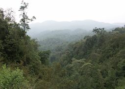 Nyungwe Forest National Park, Rwanda