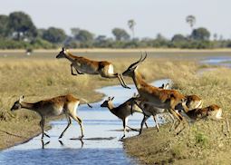 Red lechwe crossing a stream in the Jao Concession