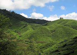 Tea plantation, Cameron Highlands, Malaysia