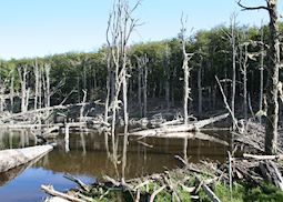 A beaver dam near Lago Fagnano