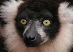 Black and white ruffed lemur
