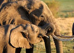 Elephant in the Masai Mara