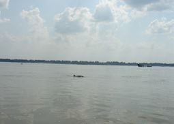 Irawaddy dolphin, Kratie