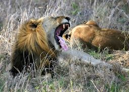 Lion in Mikumi National Park
