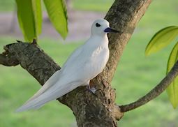 Fairy tern, Bird Island