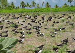 Sooty tern colony, Bird Island