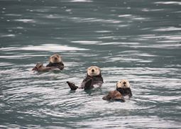 Sea otters, Prince William Sound