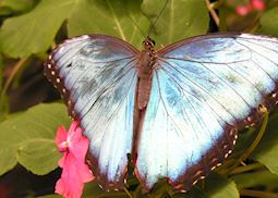 Blue morpho butterfly, Costa Rica