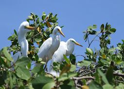 Great egrets, Juan Venado Island