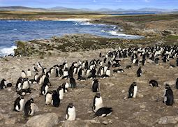 Pebble Island, The Falkland Islands