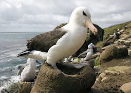 Black browed albatross, the Falkland Islands