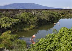 Flamingoes on Isabela island