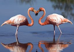 Galapagos Flamingos