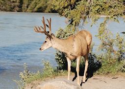 White tailed deer buck