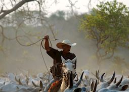Cowboy at Fazenda Barranco Alto