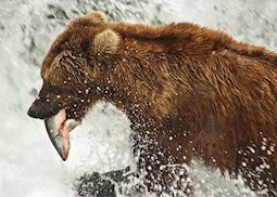 Brown bear with salmon, Brooks Falls