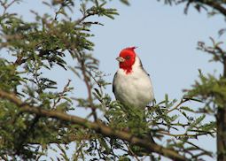 Ibera Wetlands, Argentina