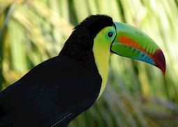 Keel-billed Toucan, Belize