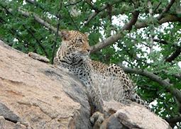 Leopard in the Shaba Reserve, Kenya