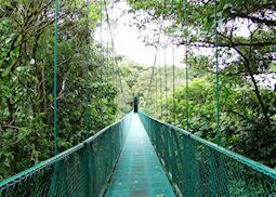 Cloud-forest, Monteverde