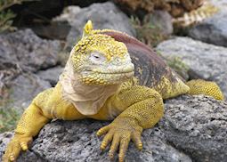 Land iguana, Galapagos Islands