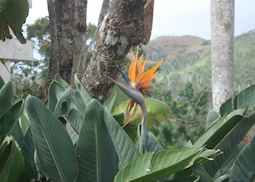 Soroa Orchid Garden, Near Las Terrazas