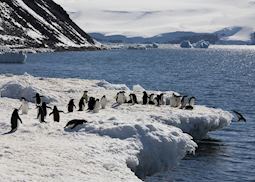 Adelie penguins