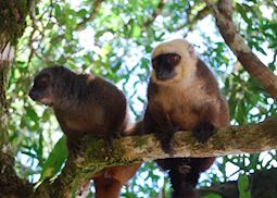 White fronted brown lemurs, Nosy Mangabe, Madagascar