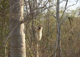 Verreaux's sifaka, Ifotaka Community Forest, Madagascar
