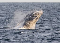 Humpback whale breaching, Baja California