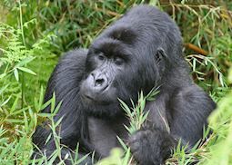 Silverback in Group Thirteen, Volcanoes National Park