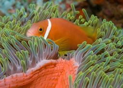 Clownfish, The Maldives