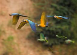 Macaws and parrots