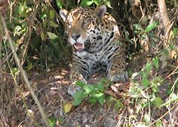 Jaguar on the river bank, Jaguar Research Centre, Cuiaba River
