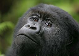 Mountain gorilla, Volcanoes National Park