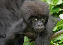 Mountain gorilla baby, Volcanoes National Park