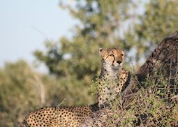 Cheetah on the look out, Kwando Concession