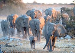 Herd of Elephant, Etosha National Park