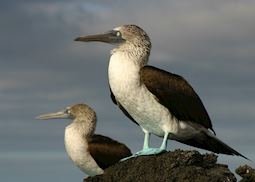 Blue-footed boobies, Galapagos Islands
