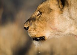 Lion, Etosha National Park