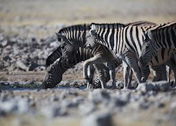 Zebra, Etosha National Park