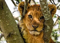 Lion cub, Lake Manyara National Park